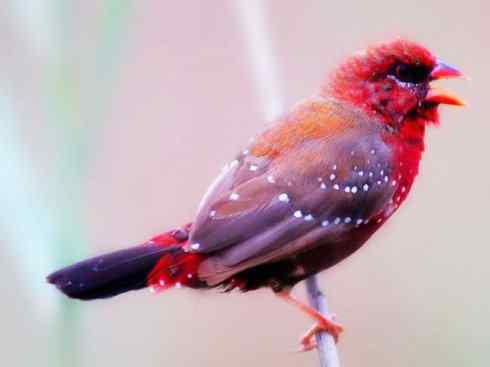 极品红色鸟类：红梅花雀