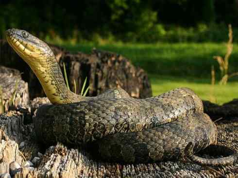 龙：传说的兽原型探秘（水蛇类）