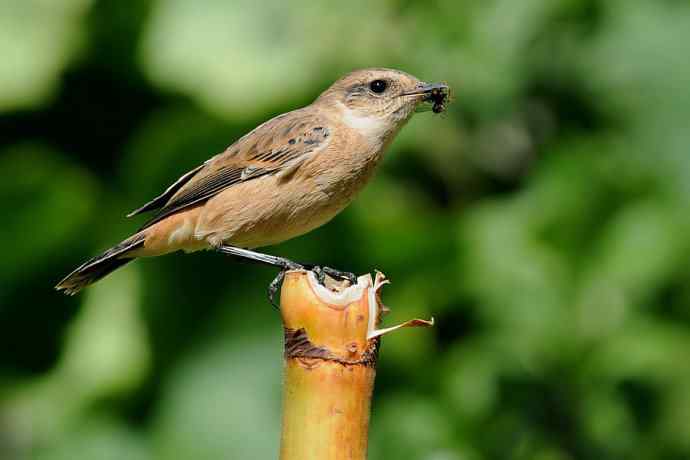 【综合】蓝歌邀宠 wbr五喉闹秋