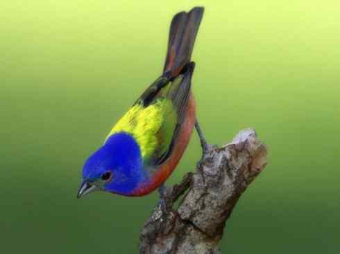 美丽无罪：雀鸟之彩鹀