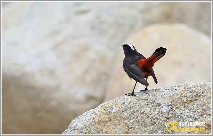 川西高原行•拍鸟【照片】 川西高原行•拍鸟【照片】