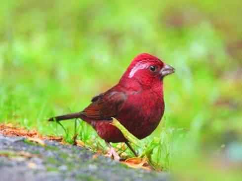 极品红色鸟类：酒红朱雀