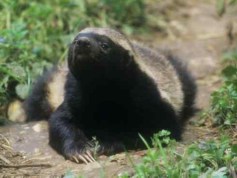 十大喜食蜂蜜动物：蜜獾
