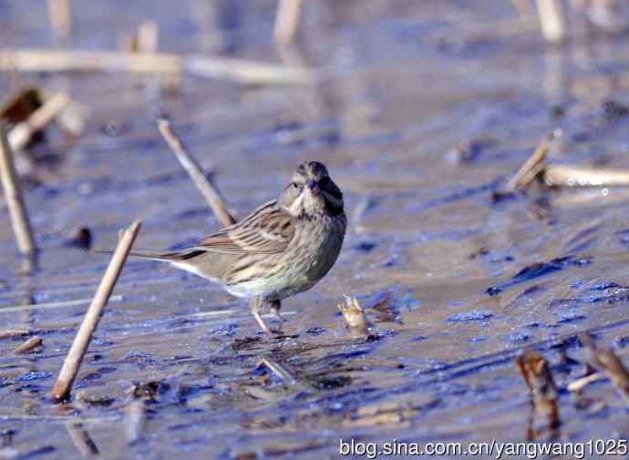 雌性灰头鹀（4）
