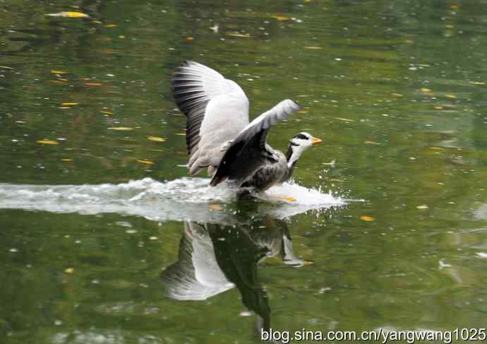 斑头雁(抓拍)3 斑头雁(抓拍)3