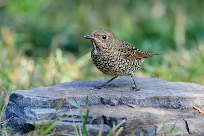 【新鸟】白喉矶鸫（雌）