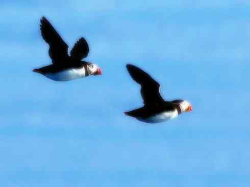 猎奇：奇特的鸟喙之七