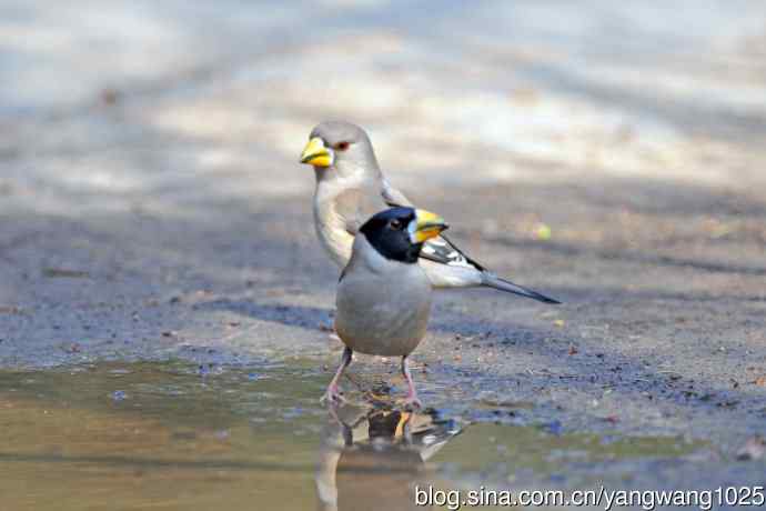 饮水的黑尾蜡嘴雀(1) 饮水的黑尾蜡嘴雀(1)