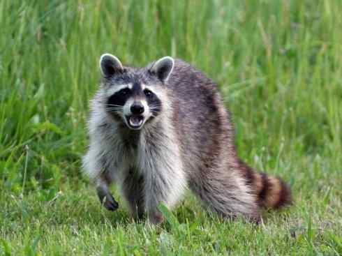 犬科:犬亚科犬属之貉 犬科:犬亚科犬属之貉