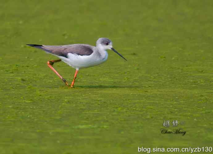 亭亭玉立的花季少女——美腿鹬（组图，10张图片）