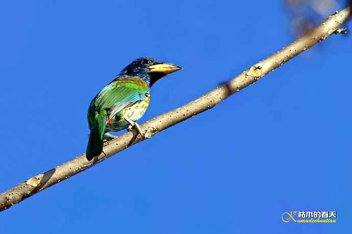 云南拍鸟的几张记录片