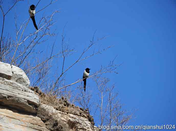 生境鸟片.风景独好