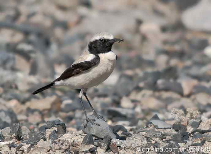 荒漠精灵——漠鵖（组图，7张图片）