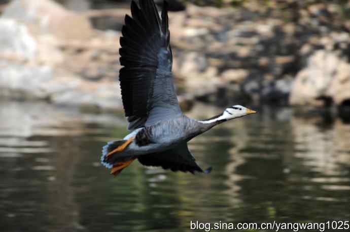 飞(斑头雁) 飞(斑头雁)