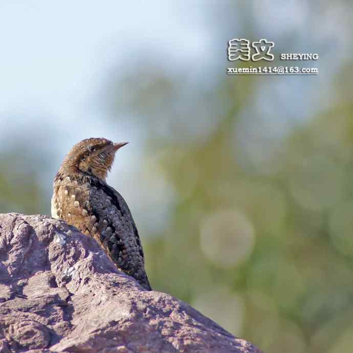 拍鸟黄金季节时