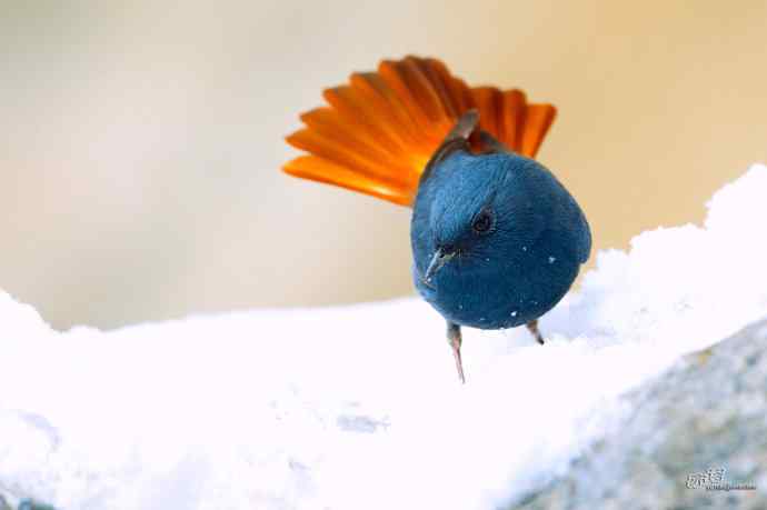 一组十渡的明星鸟贺新春