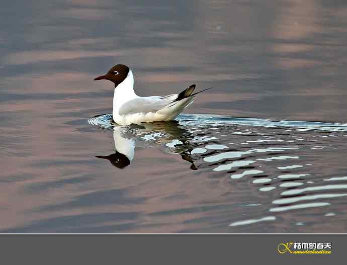 气定神闲鈥満熳炫糕