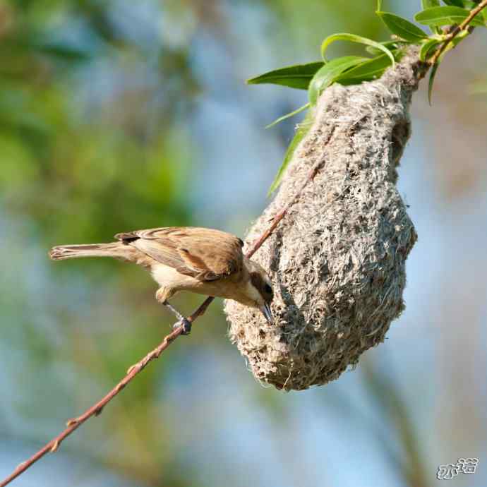 盘锦湿地&nbsp;wbr路&nbsp;wbr中华攀雀