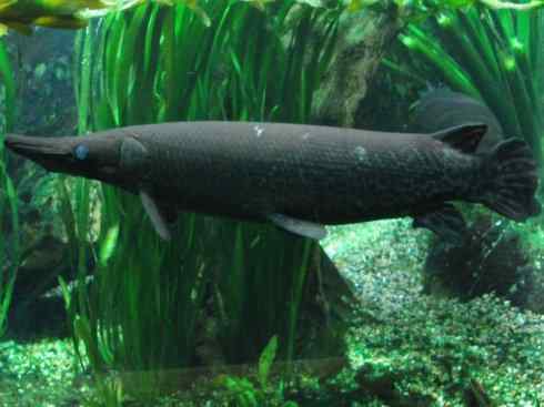 鱼类活化石:鳄雀鳝 鱼类活化石:鳄雀鳝