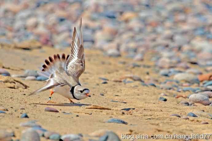 美国鸟类摄影——笛鸻