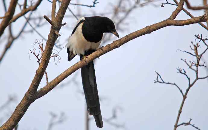 北京植物园赏鸟（十七），喜鹊（组图）