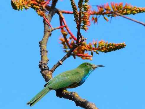 绝色攀禽:佛法僧目之蜂虎 绝色攀禽:佛法僧目之蜂虎