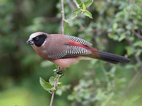 极品红色鸟类：红梅花雀