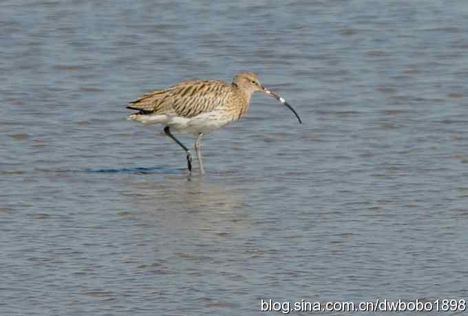 浅水湾：观日出赏美杓