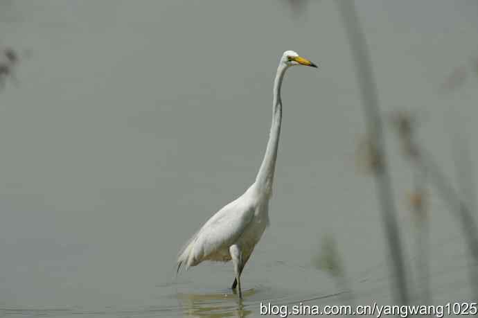 奥林匹克公园白鹭飞 wbr4