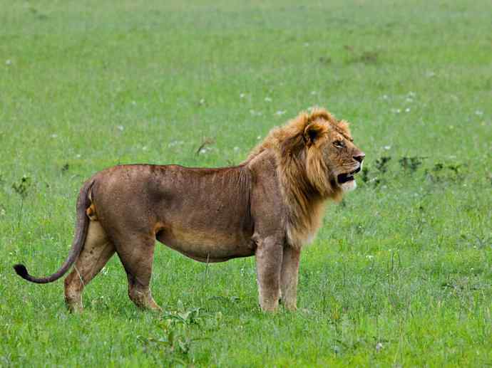 犬科：薮犬亚科非洲野犬属之非洲野犬