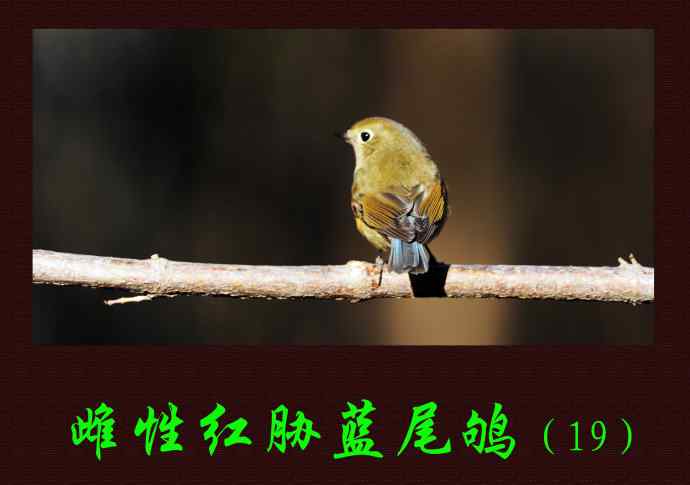 北京天坛公园的鸟类——雌性红胁蓝尾鸲（19）