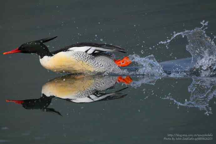 千里追寻中华秋沙鸭 千里追寻中华秋沙鸭