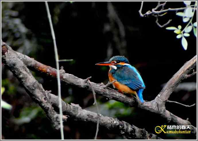 印象翠鸟【照片】