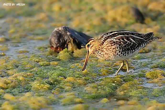 秋实（鹤鹬 wbr遗鸥 wbr扇尾沙锥 wbr金斑鸻）