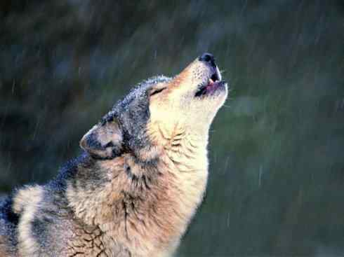 狈：传说的兽原型探秘（狼）