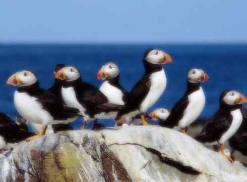 猎奇：奇特的鸟喙之七