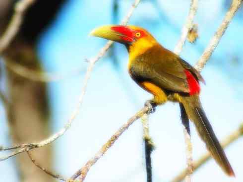 猎奇：奇特的鸟喙之三