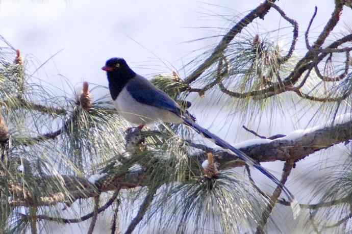 四川西昌鸟类摄影——红嘴蓝鹊