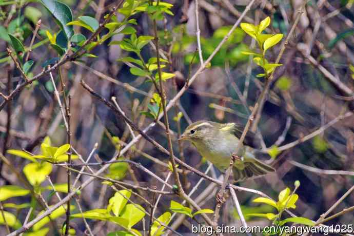 黄眉柳莺（24）