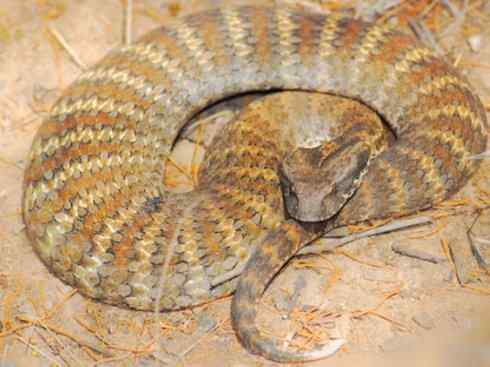 龙：传说的兽原型探秘（澳洲眼睛蛇类）