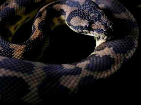 龙：传说的兽原型探秘（树蟒类）