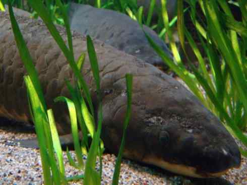 鱼类活化石:澳洲肺鱼 鱼类活化石:澳洲肺鱼