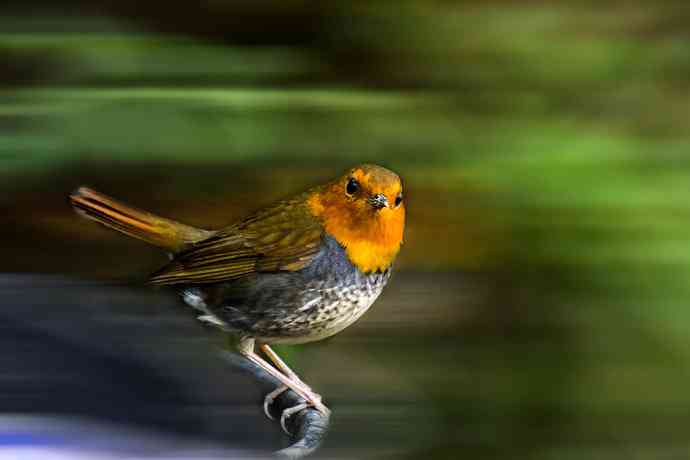 233.打鸟归来收获多多---(5)日本歌鸲 233.打鸟归来收获多多---(5)日本歌鸲