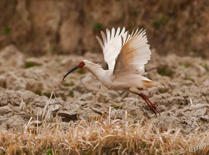 朱鹮&nbsp;wbr路&nbsp;wbr吉祥之鸟