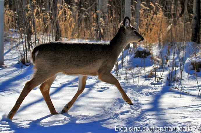 雪地野鹿