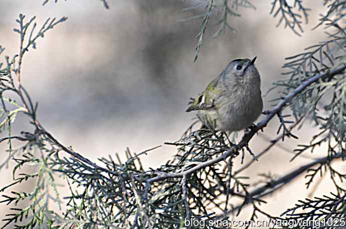 柏树丛中的戴菊 wbr2