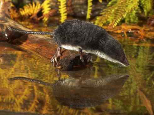 动物世界：山寨还是原创之十三