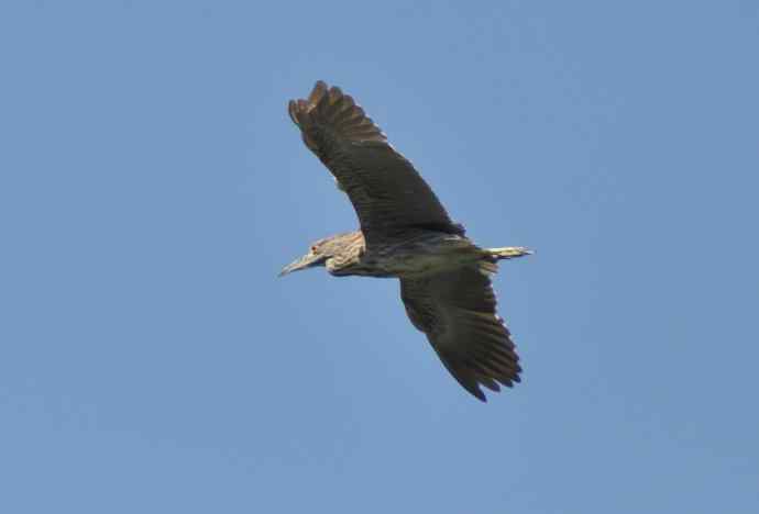 飞（夜鹭） wbr5