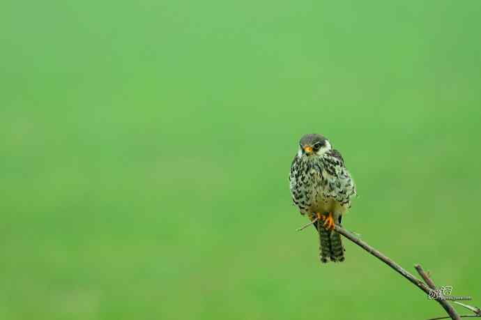 野鸭湖：抓拍阿穆尔隼起飞