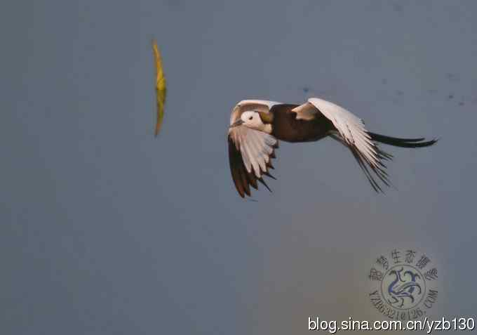 凌波仙子鈥斺斘业拿沃星槿耍ㄗ橥迹22张图片）